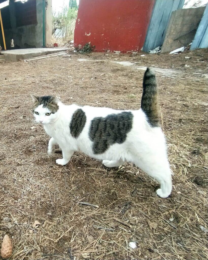 Julieta