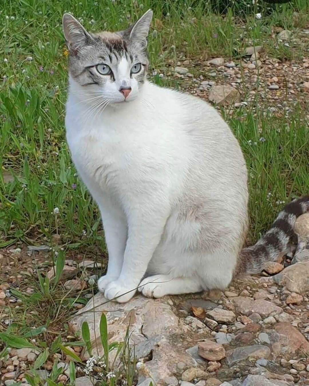 Perejil