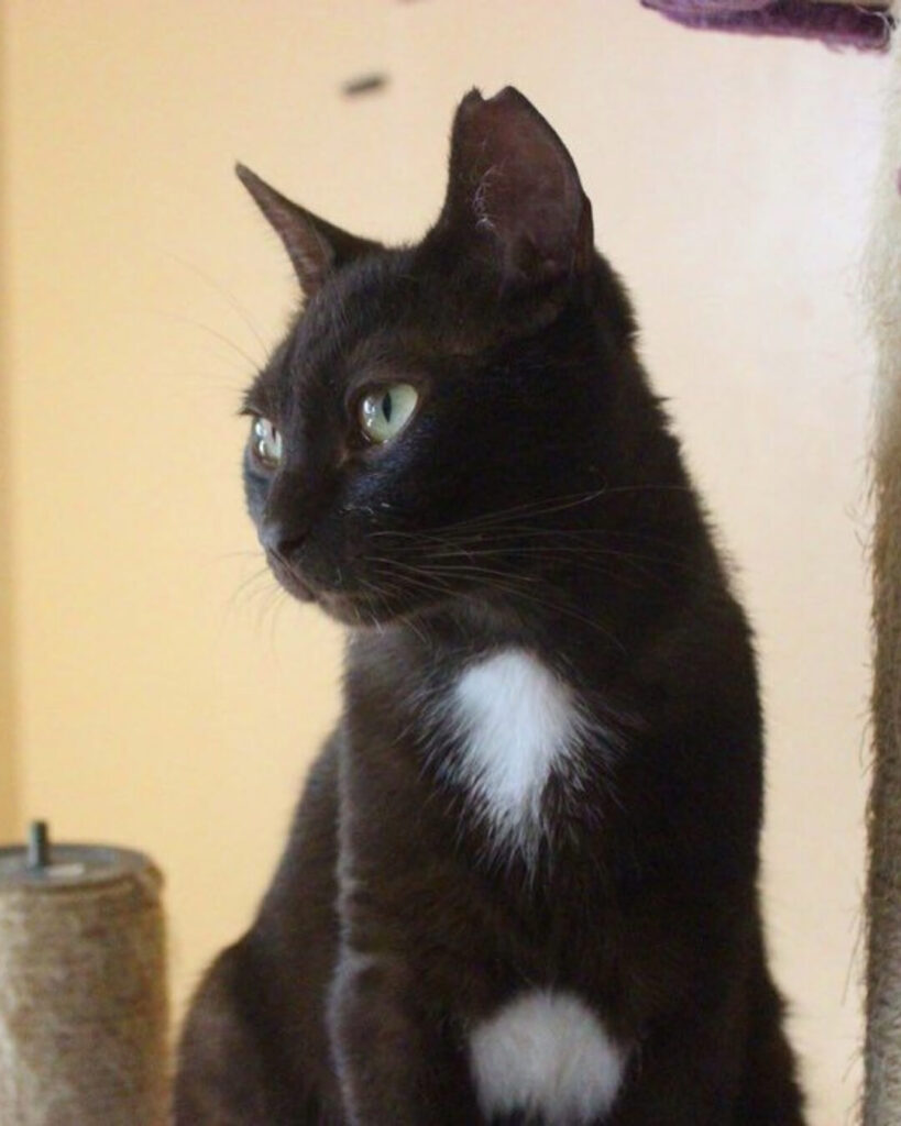 Loki