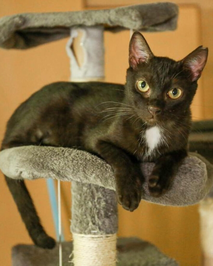 Loki