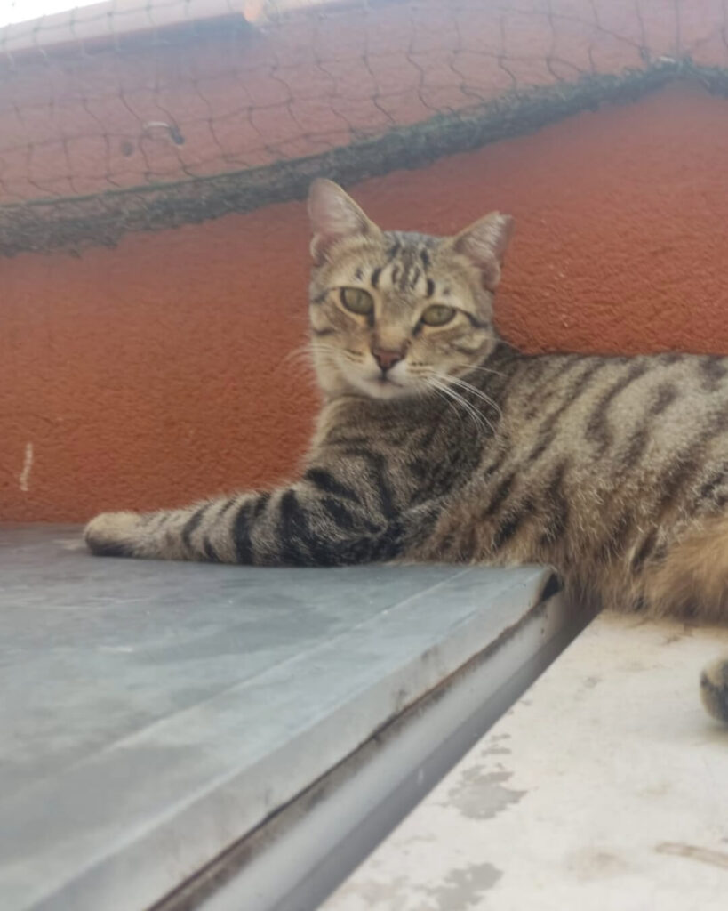 Chema