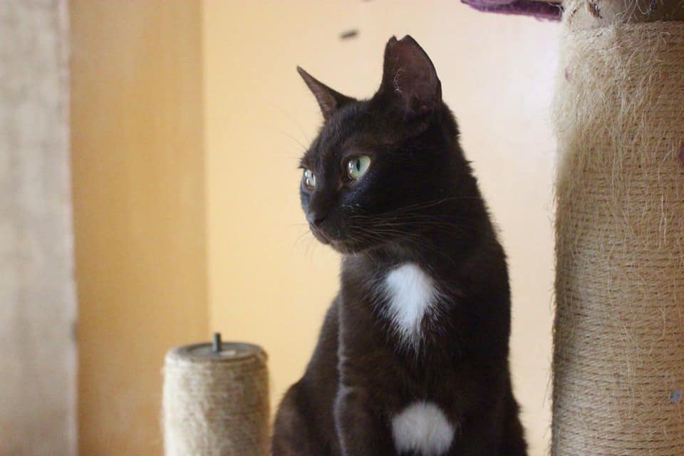 loki1