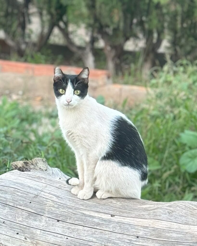 Cleo