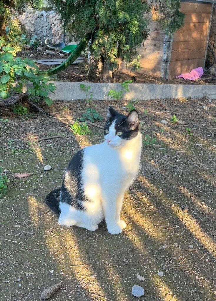 Cleo4