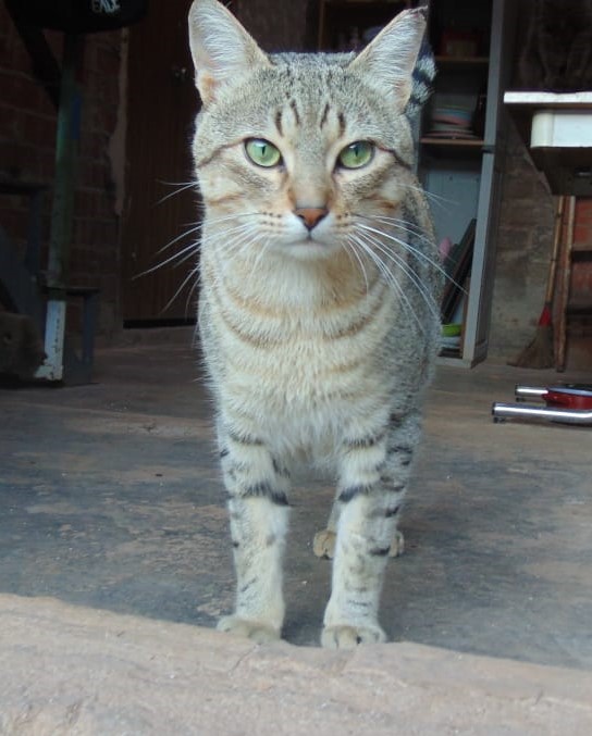 Leo