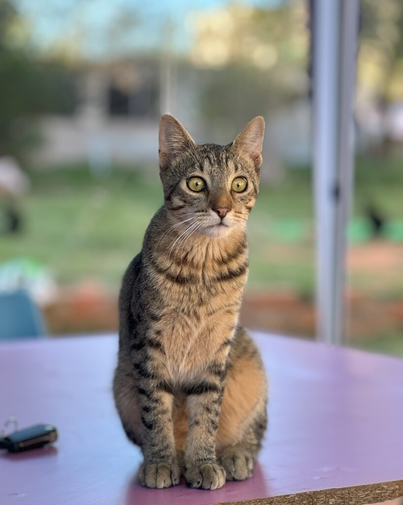 Taz