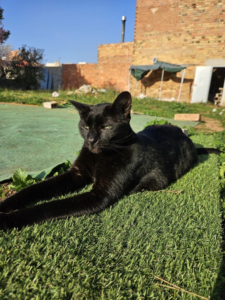 Tiano