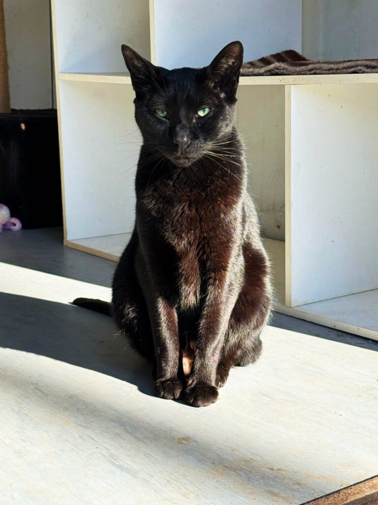 Tiano