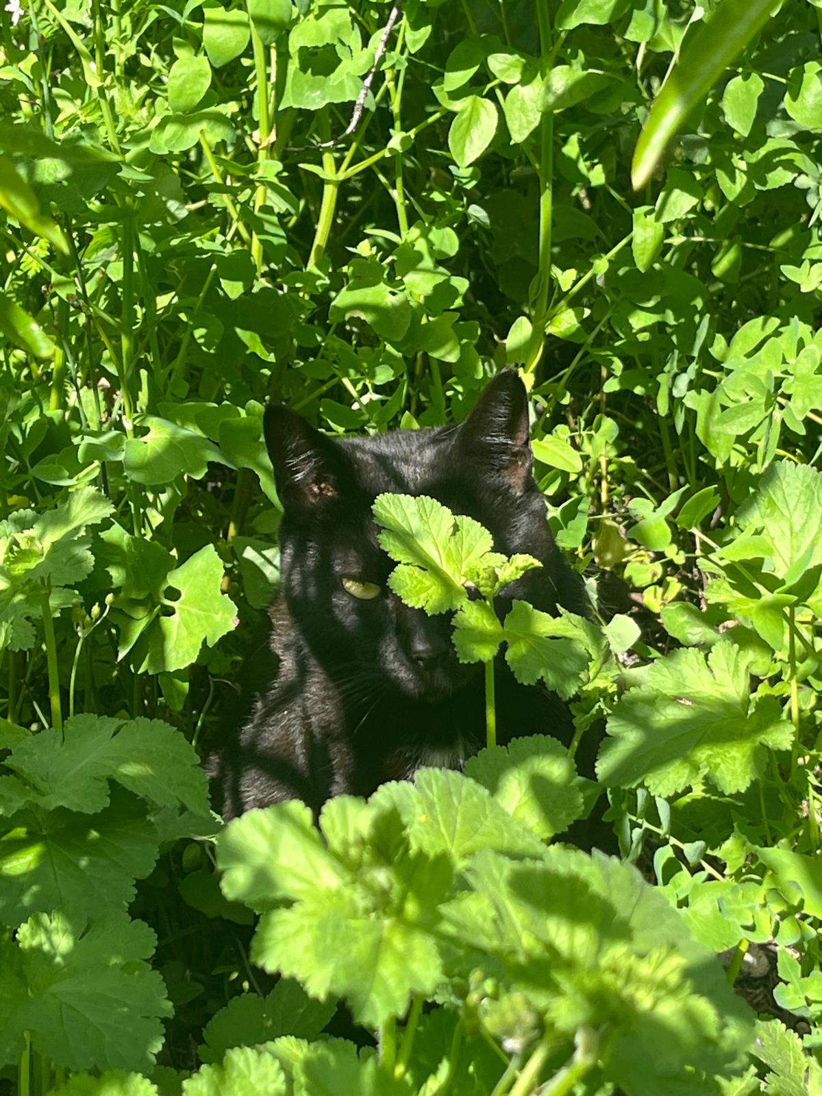 Apolo