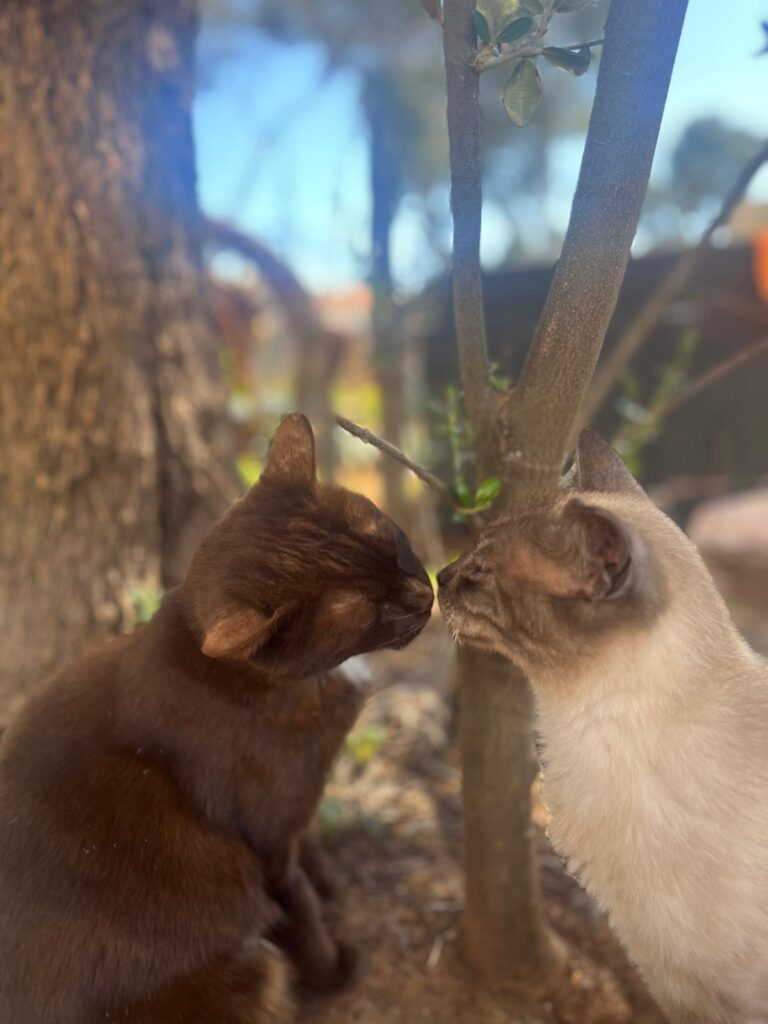 Gaia y plutón
