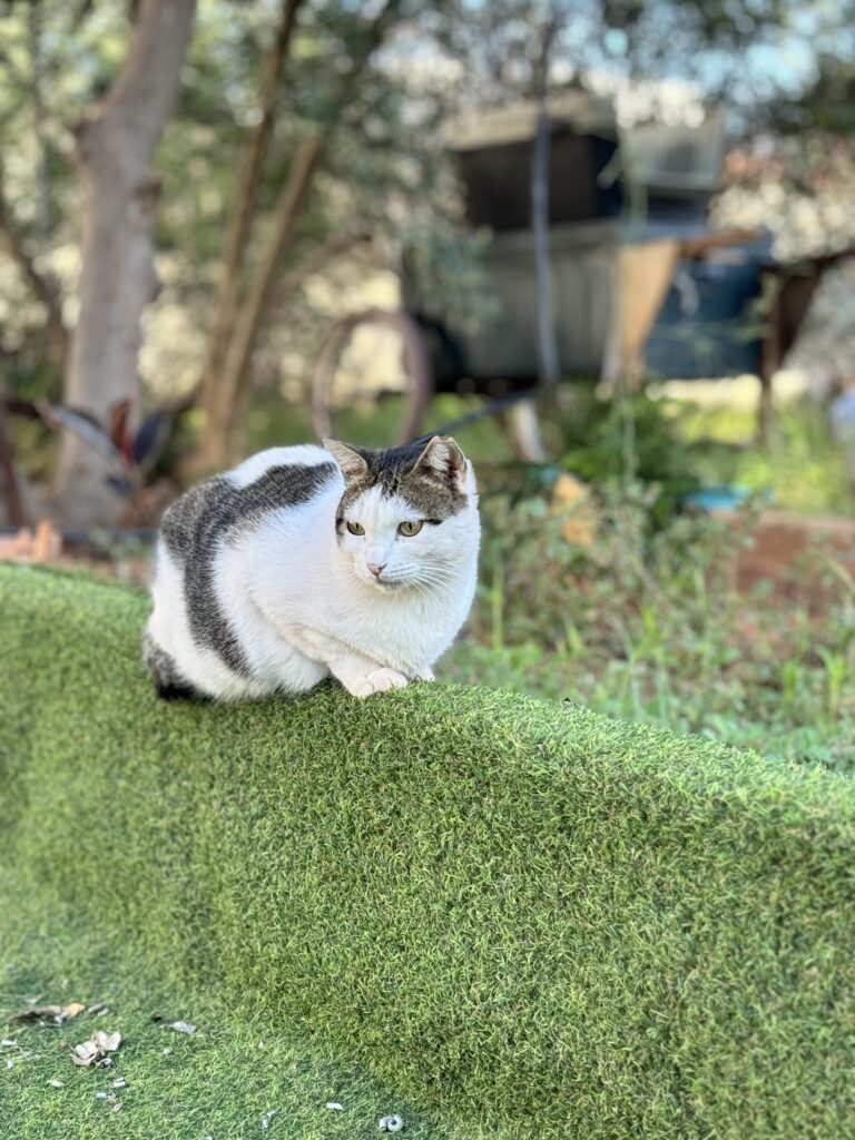 Julieta