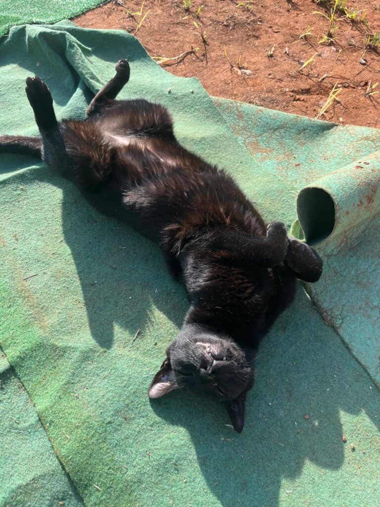 Tiano