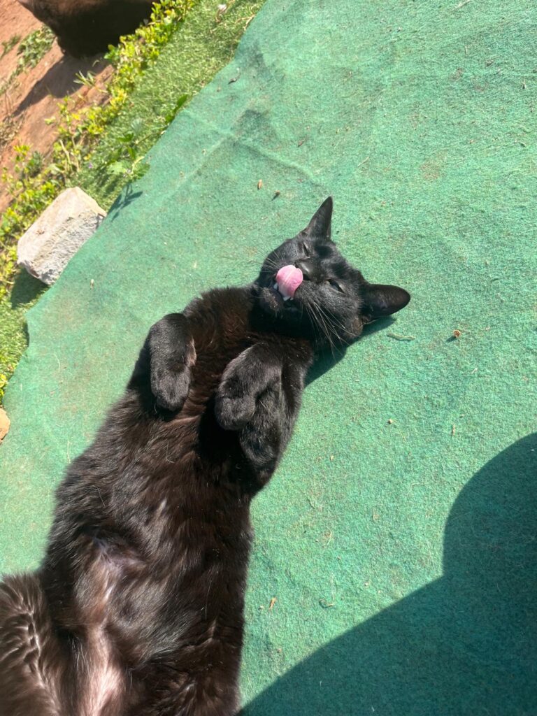 Tiano