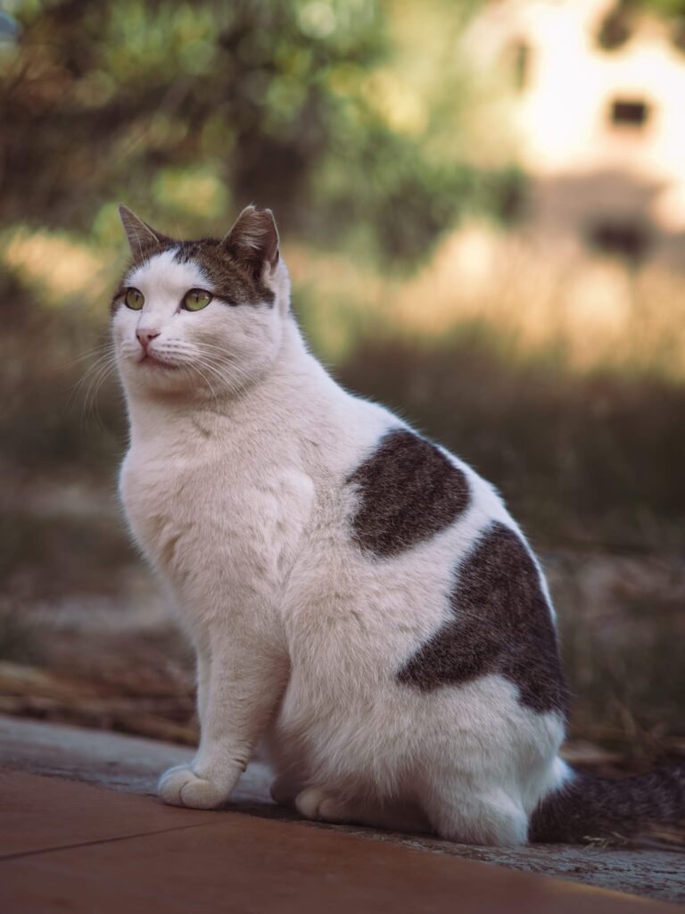 Julieta
