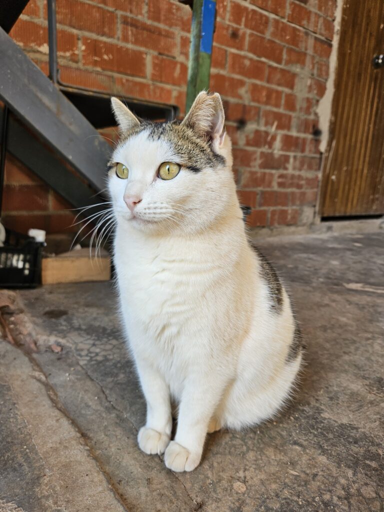 Julieta