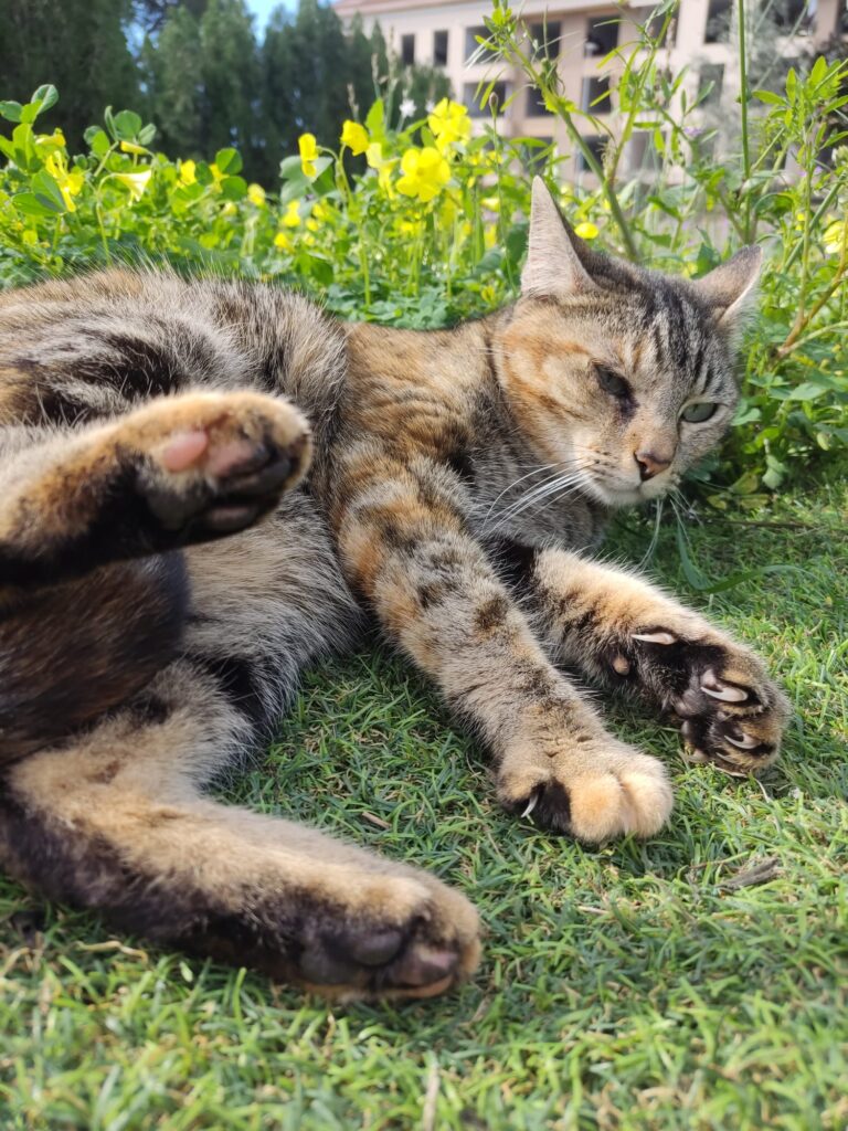 Kiwi