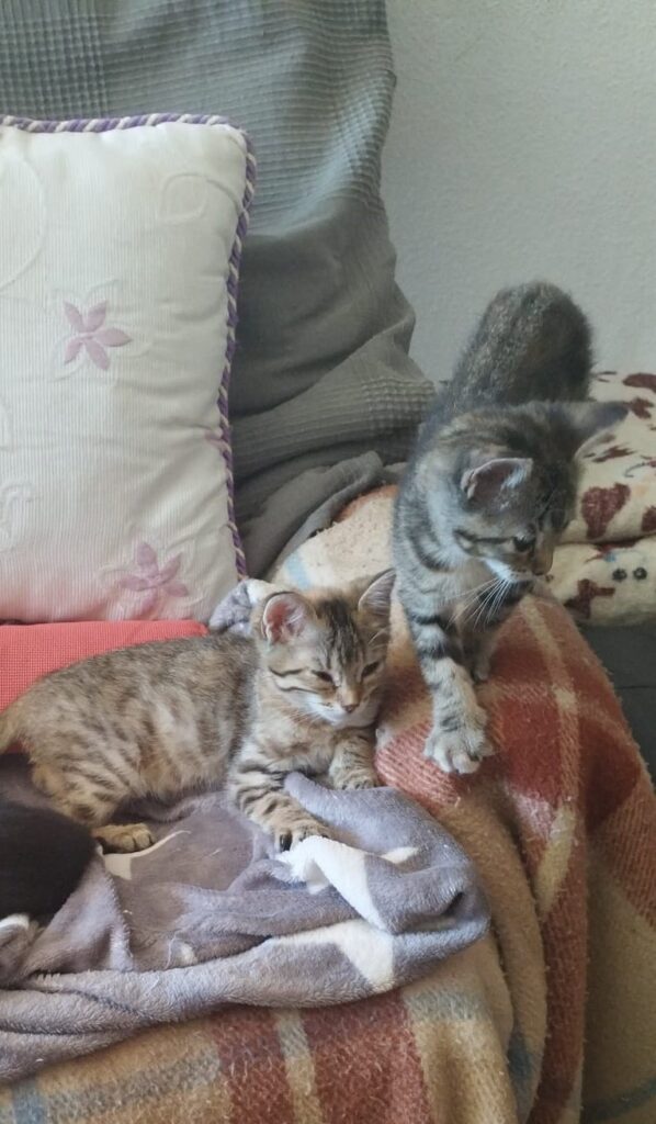 Bimba y Lola