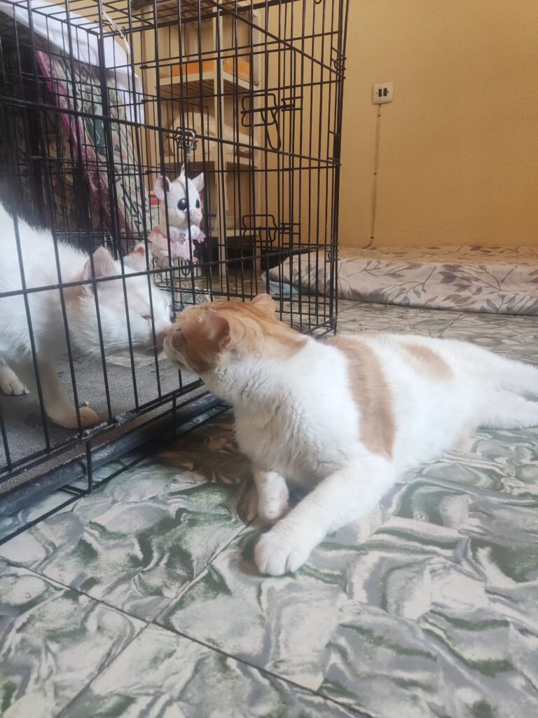 Danet