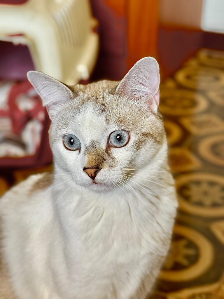Casper