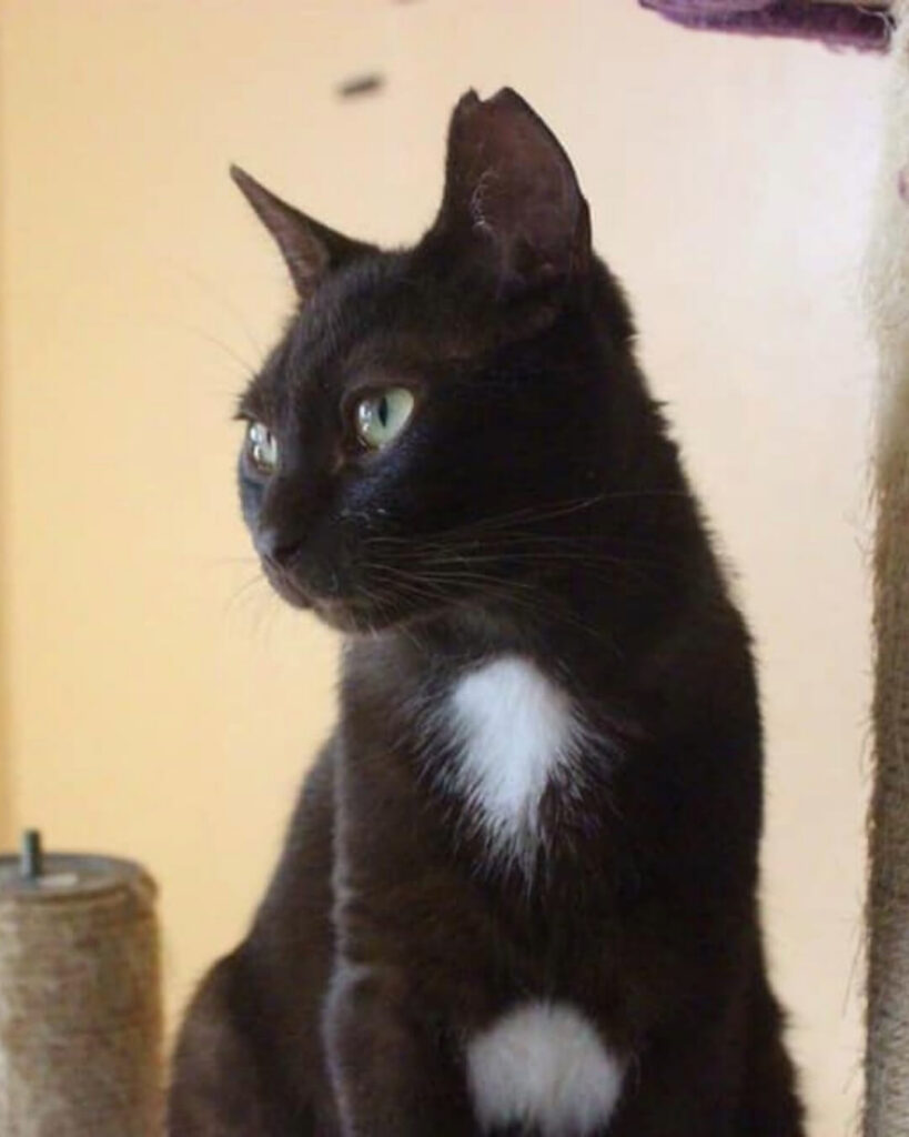 Loki