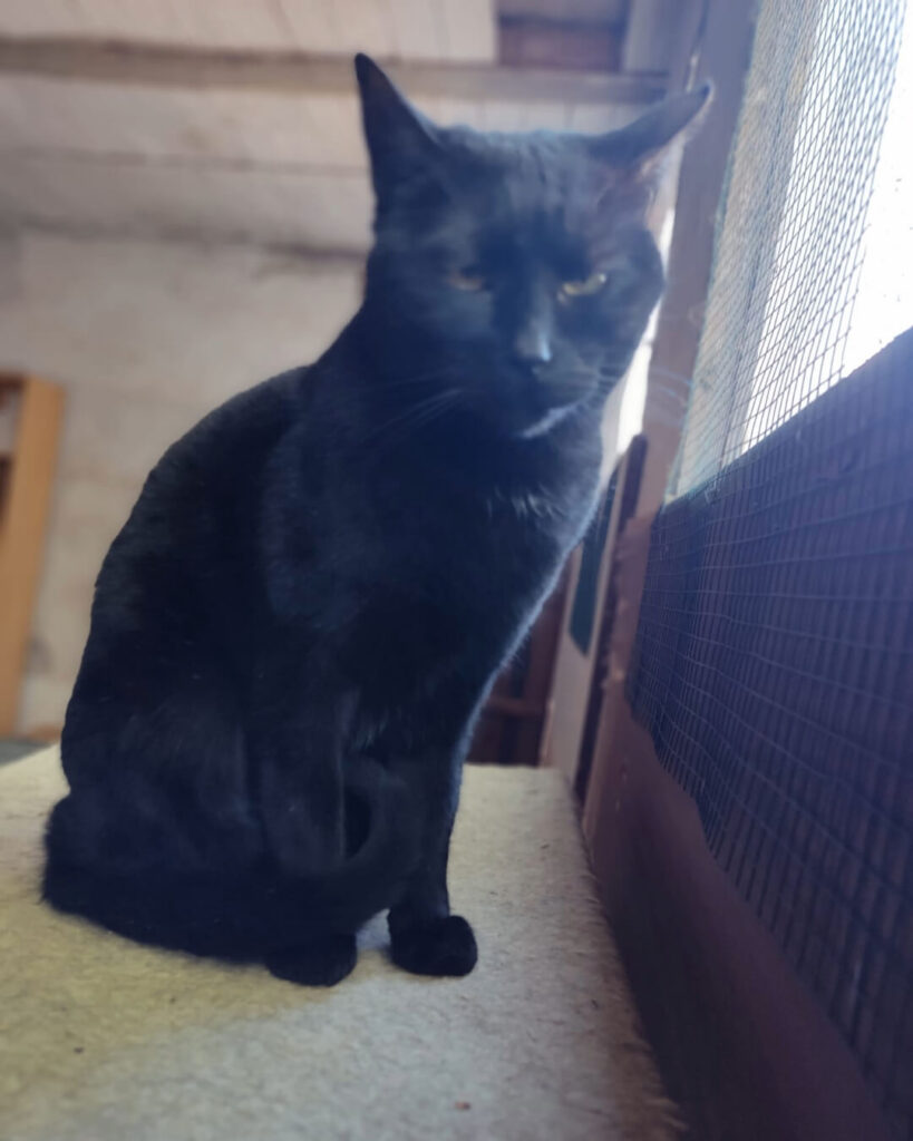 Loki